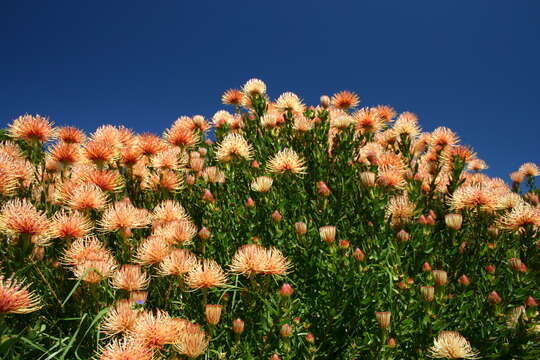 Plancia ëd Leucospermum tottum (L.) R. Br.