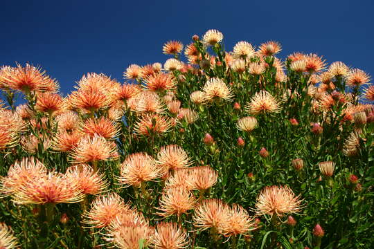 Plancia ëd Leucospermum tottum (L.) R. Br.