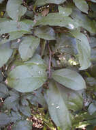 Sivun Mallotus claoxyloides (F. Muell.) Müll. Arg. kuva