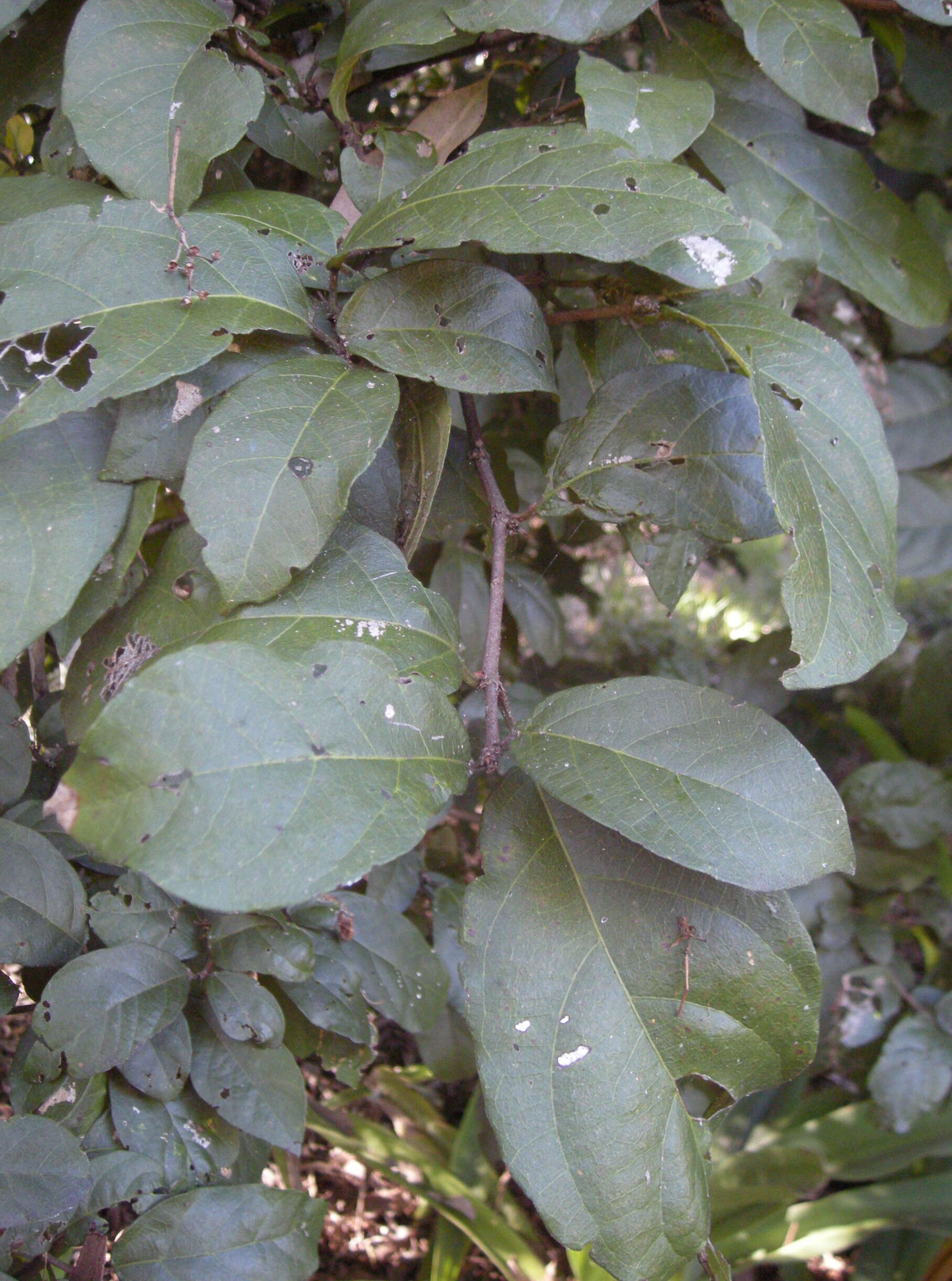 Sivun Mallotus claoxyloides (F. Muell.) Müll. Arg. kuva