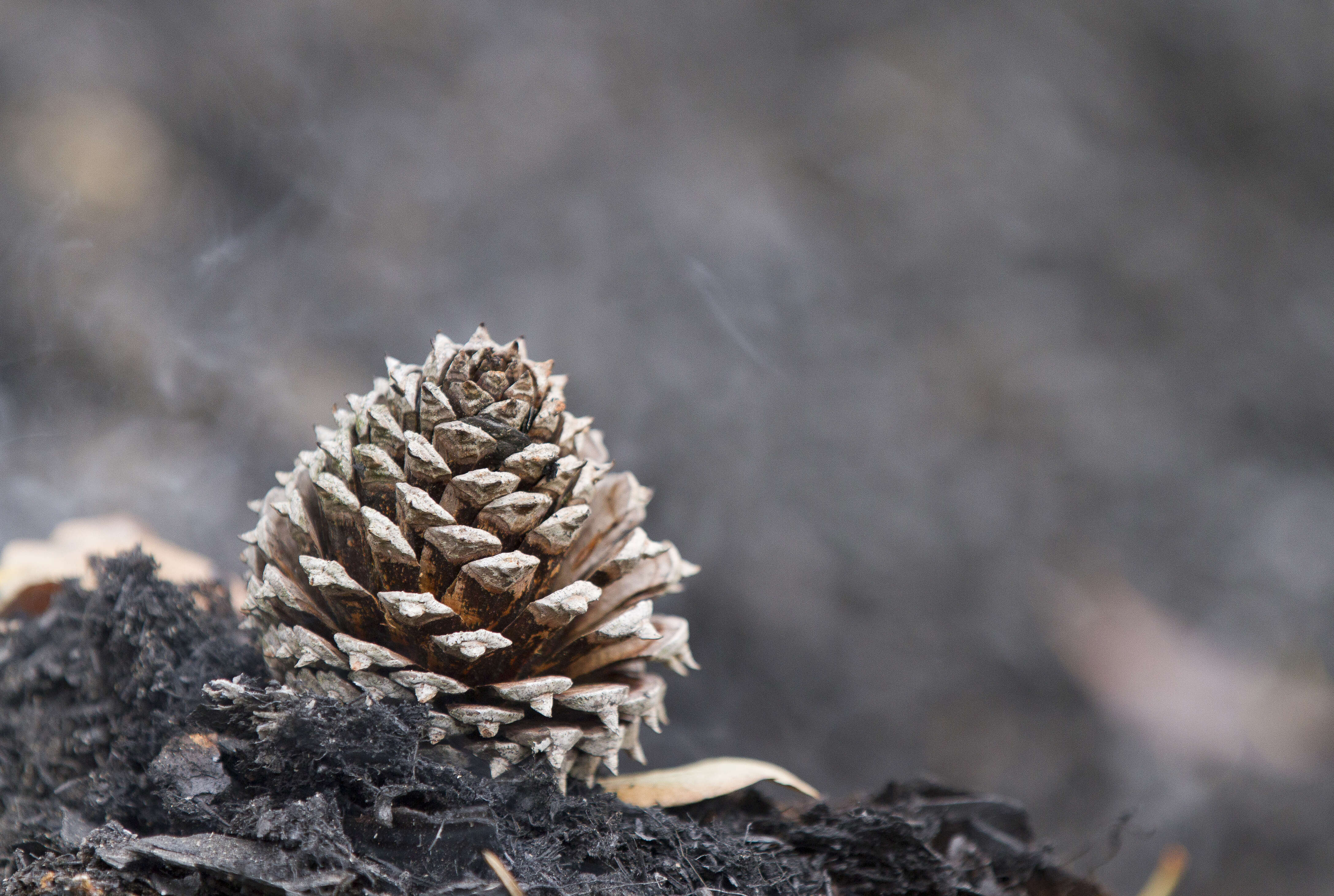 Image of Hickory Pine