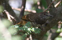 Image of Barred Wren-Warbler