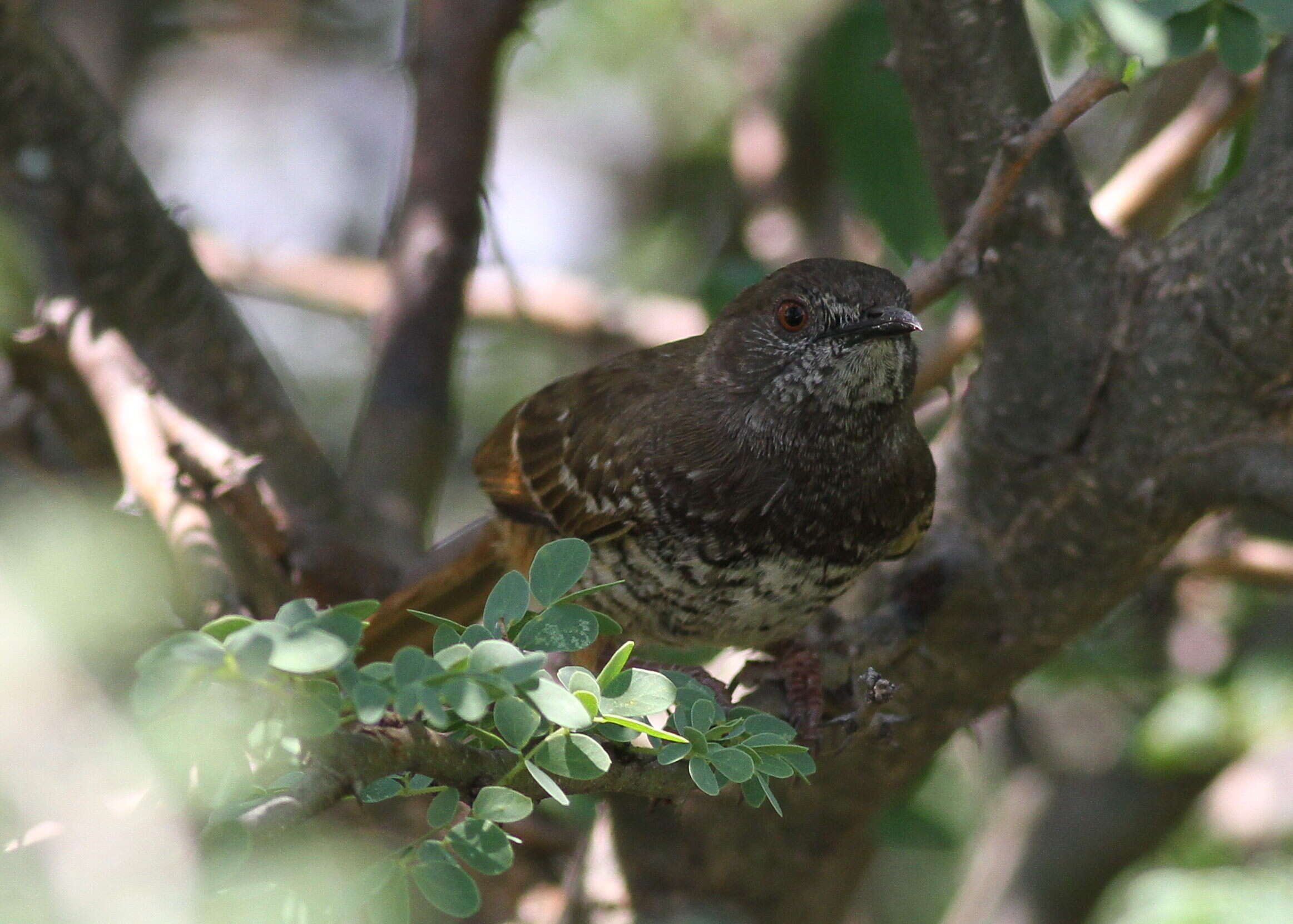 Image of Barred Wren-Warbler