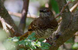 Image of Barred Wren-Warbler