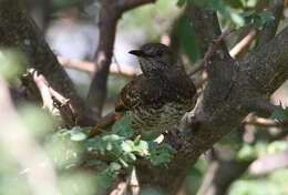 Image of Barred Wren-Warbler