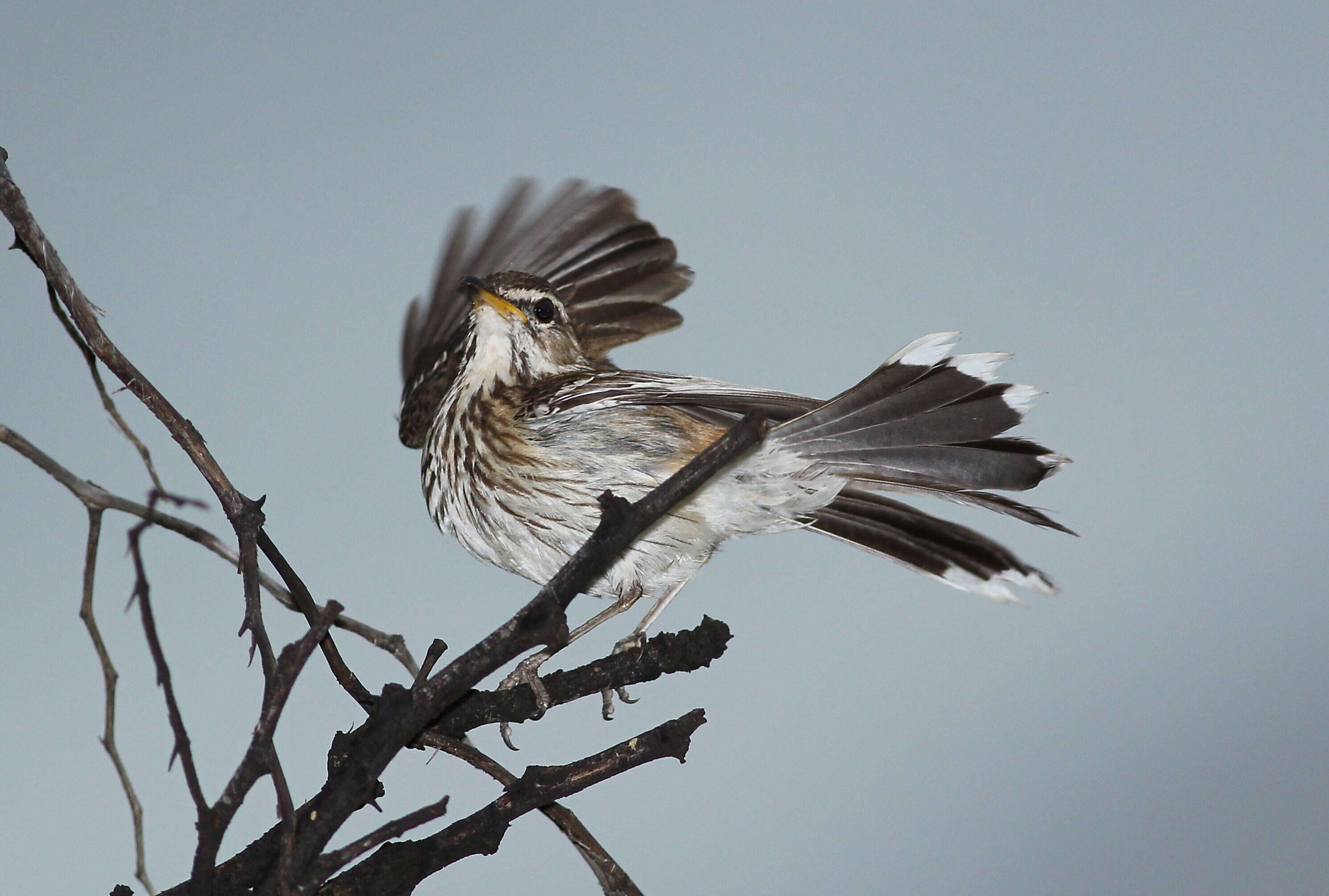 Image of White-browed Scrub Robin