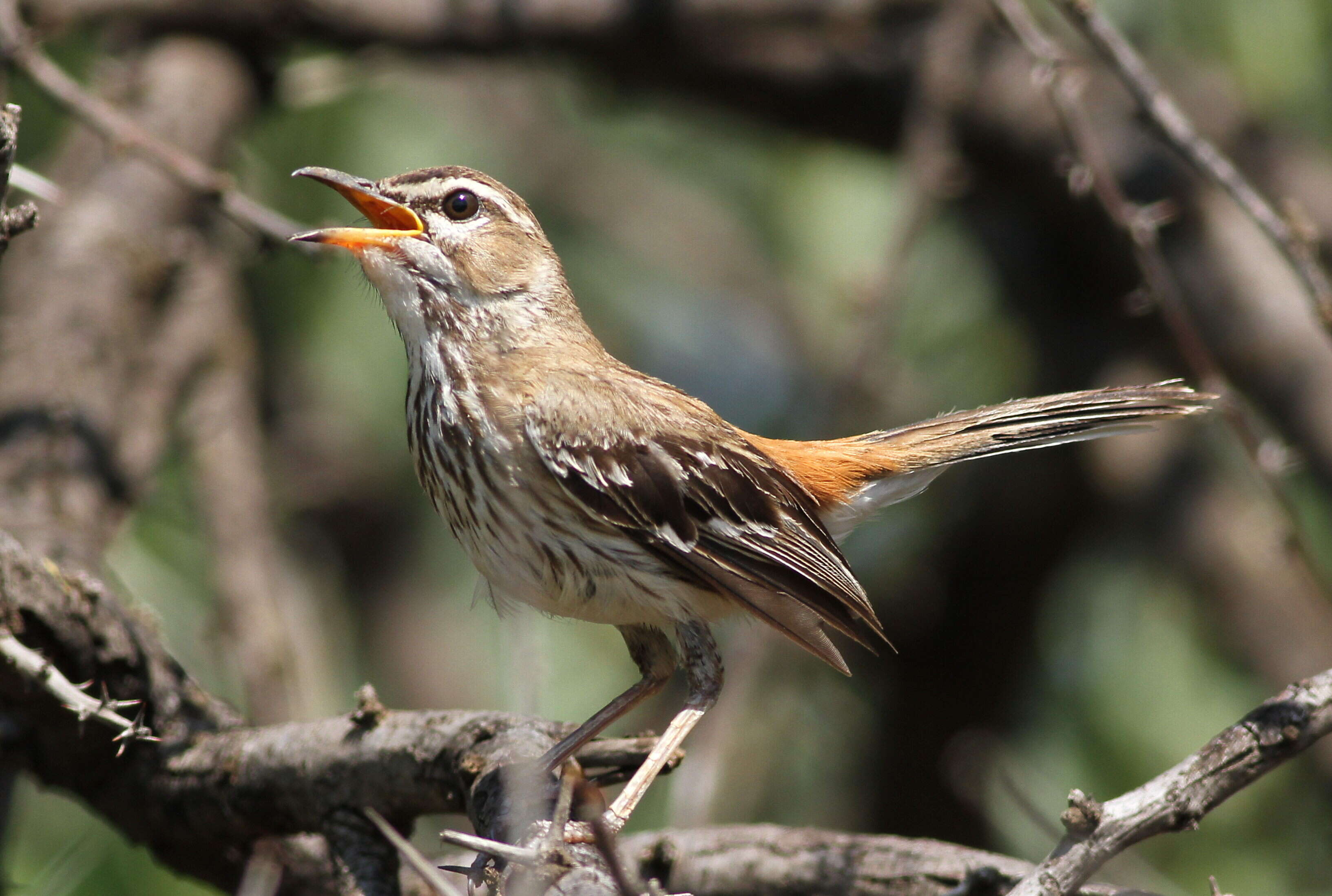 Image of White-browed Scrub Robin