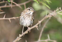 Image of White-browed Scrub Robin