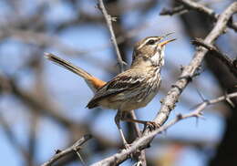 Image of White-browed Scrub Robin