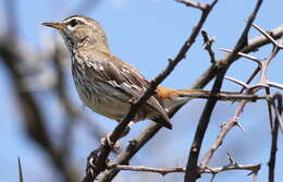 Image of White-browed Scrub Robin