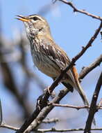 Image of White-browed Scrub Robin