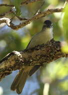 Image of Yellow-streaked Bulbul