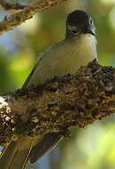 Image of Yellow-streaked Bulbul