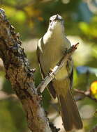 Image of Yellow-streaked Bulbul