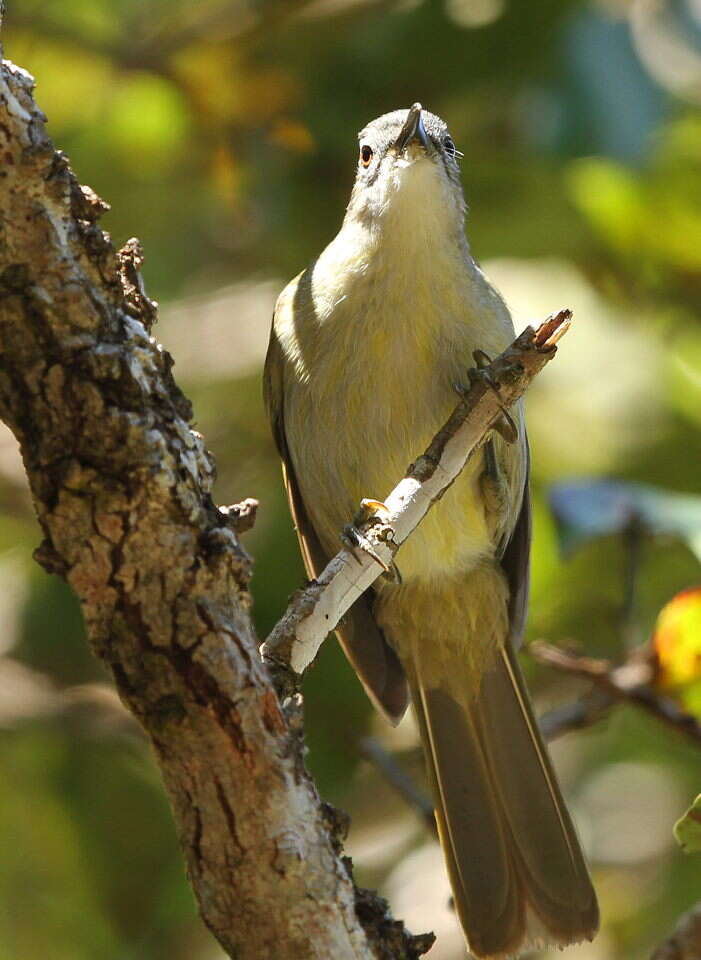 Image of Yellow-streaked Bulbul