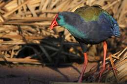 Image of African Swamphen