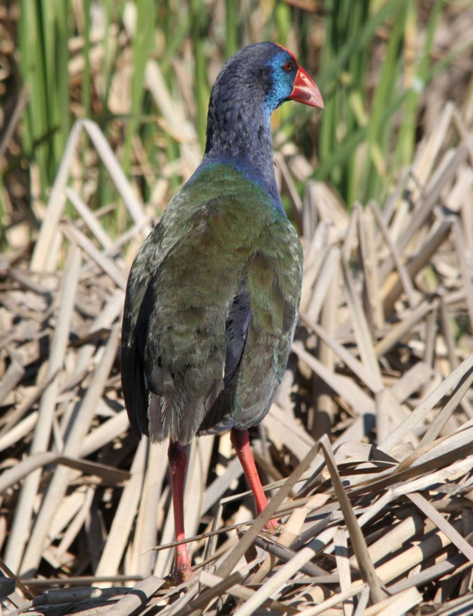 Image of African Swamphen