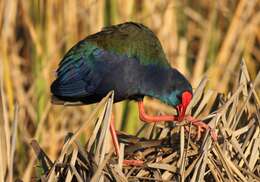 Image of African Swamphen