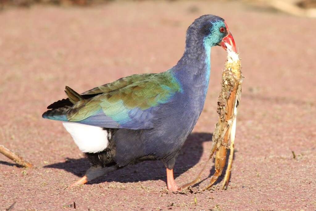 Image of African Swamphen