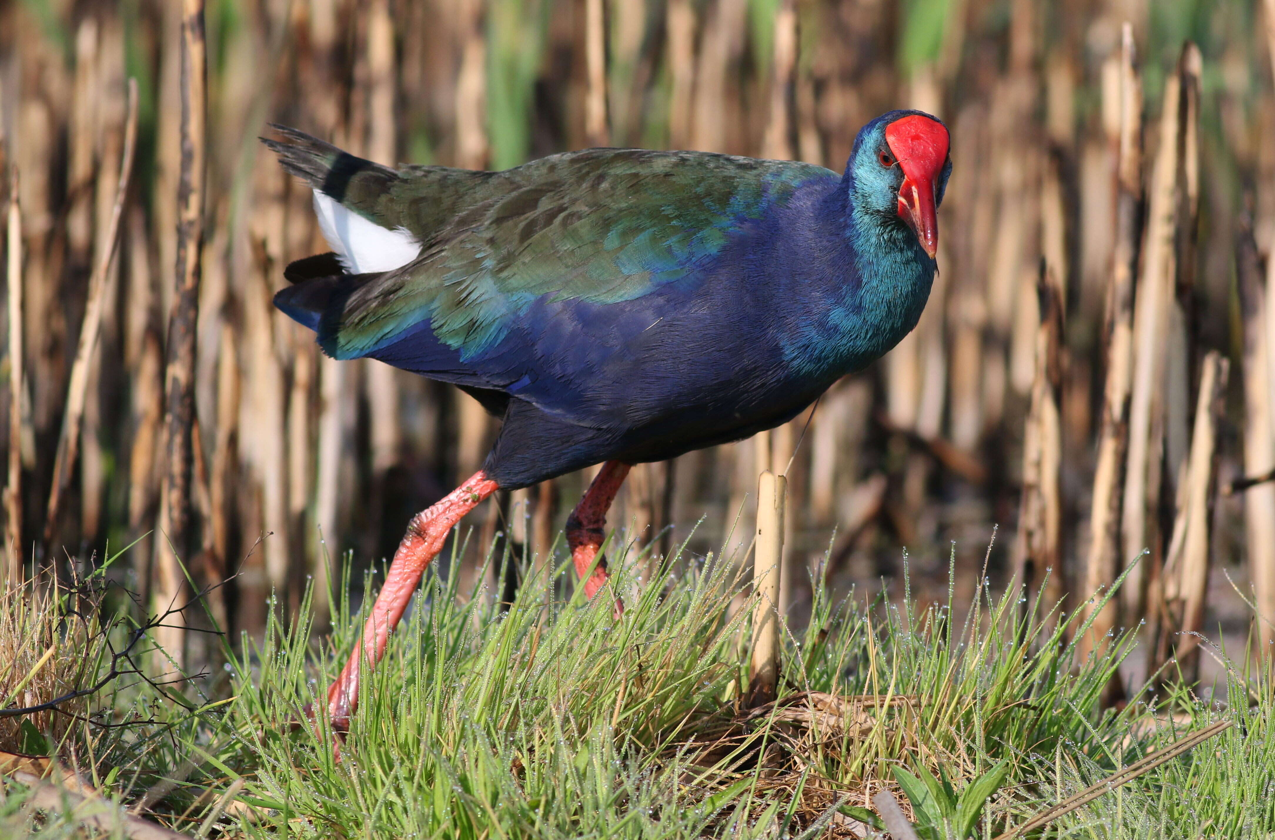 Image of African Swamphen