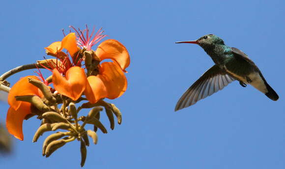 Image of Amazilia fimbriata