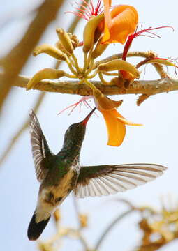 Image of Amazilia fimbriata