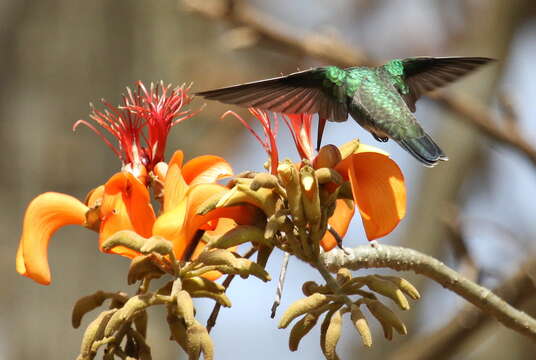 Image of Amazilia fimbriata