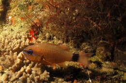 Image of Flower Cardinalfish