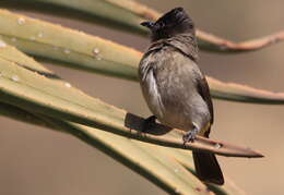 Plancia ëd Pycnonotus tricolor (Hartlaub 1862)