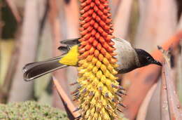 Imagem de Pycnonotus tricolor (Hartlaub 1862)