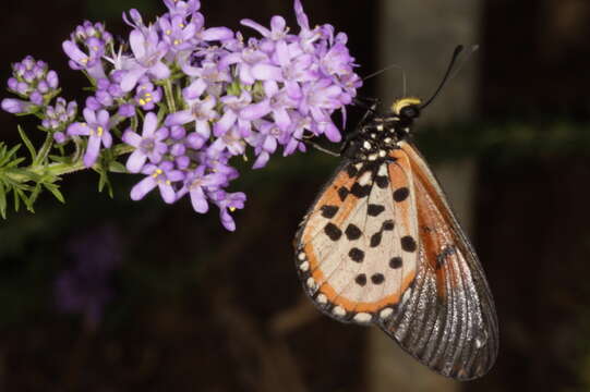 Image of Acraea horta Linnaeus 1764