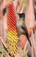 Plancia ëd Pycnonotus tricolor (Hartlaub 1862)