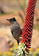 Plancia ëd Pycnonotus tricolor (Hartlaub 1862)