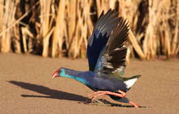 Image of African Swamphen