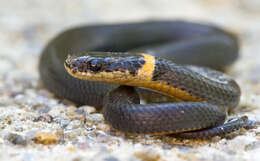 Image of Ring-necked Snake