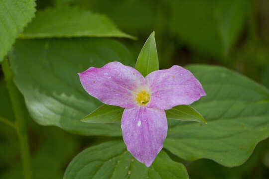 Image of White trillium