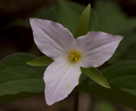 Image of White trillium