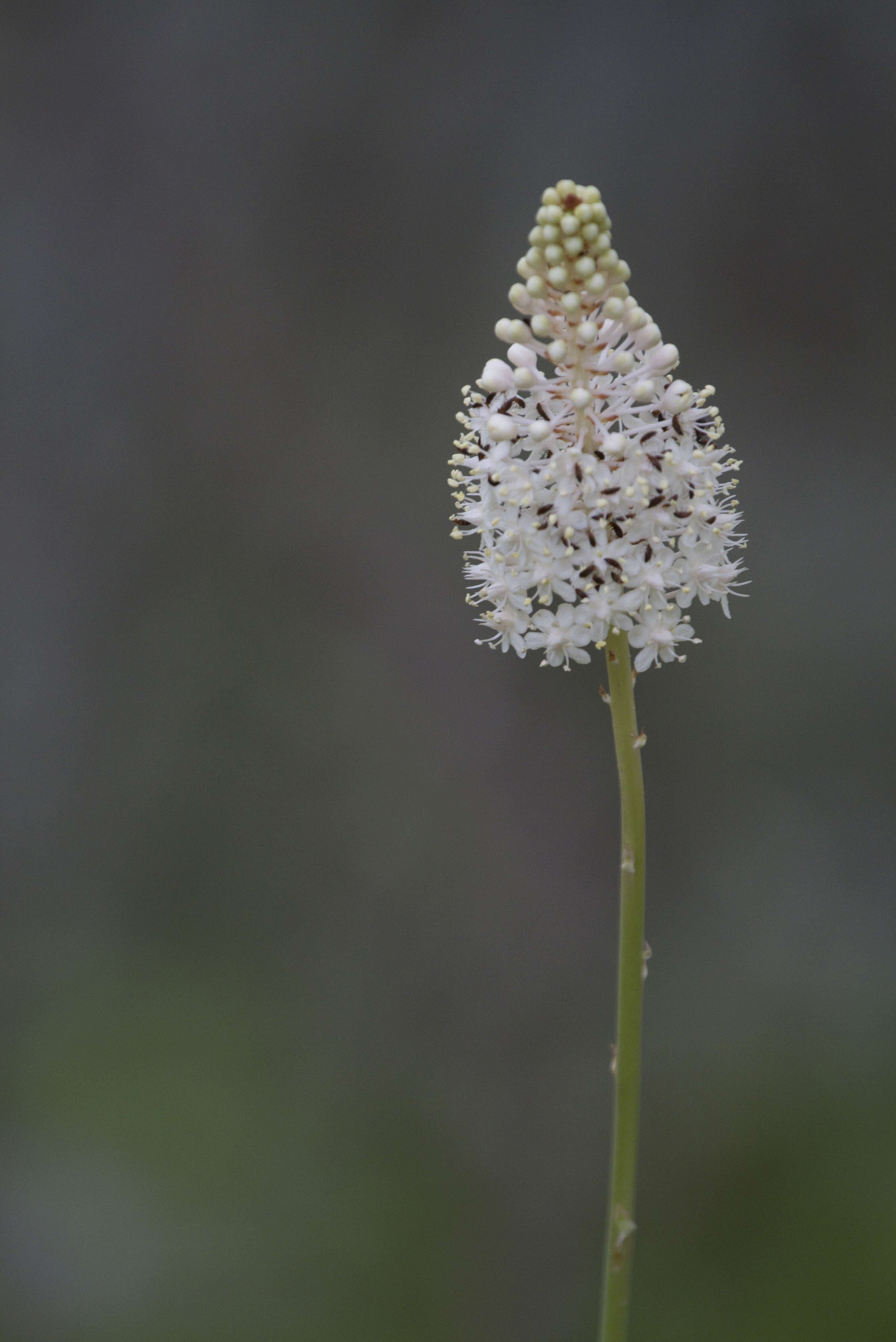 Image of amianthium