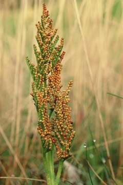 Image of Leathery Grape Fern