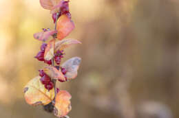 Sivun Symphoricarpos orbiculatus Moench kuva