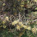 Image of Callistemon serpentinus (Craven) Udovicic & R. D. Spencer