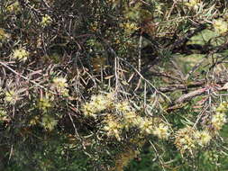 صورة Callistemon serpentinus (Craven) Udovicic & R. D. Spencer