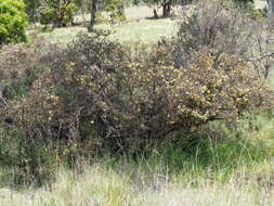 صورة Callistemon serpentinus (Craven) Udovicic & R. D. Spencer