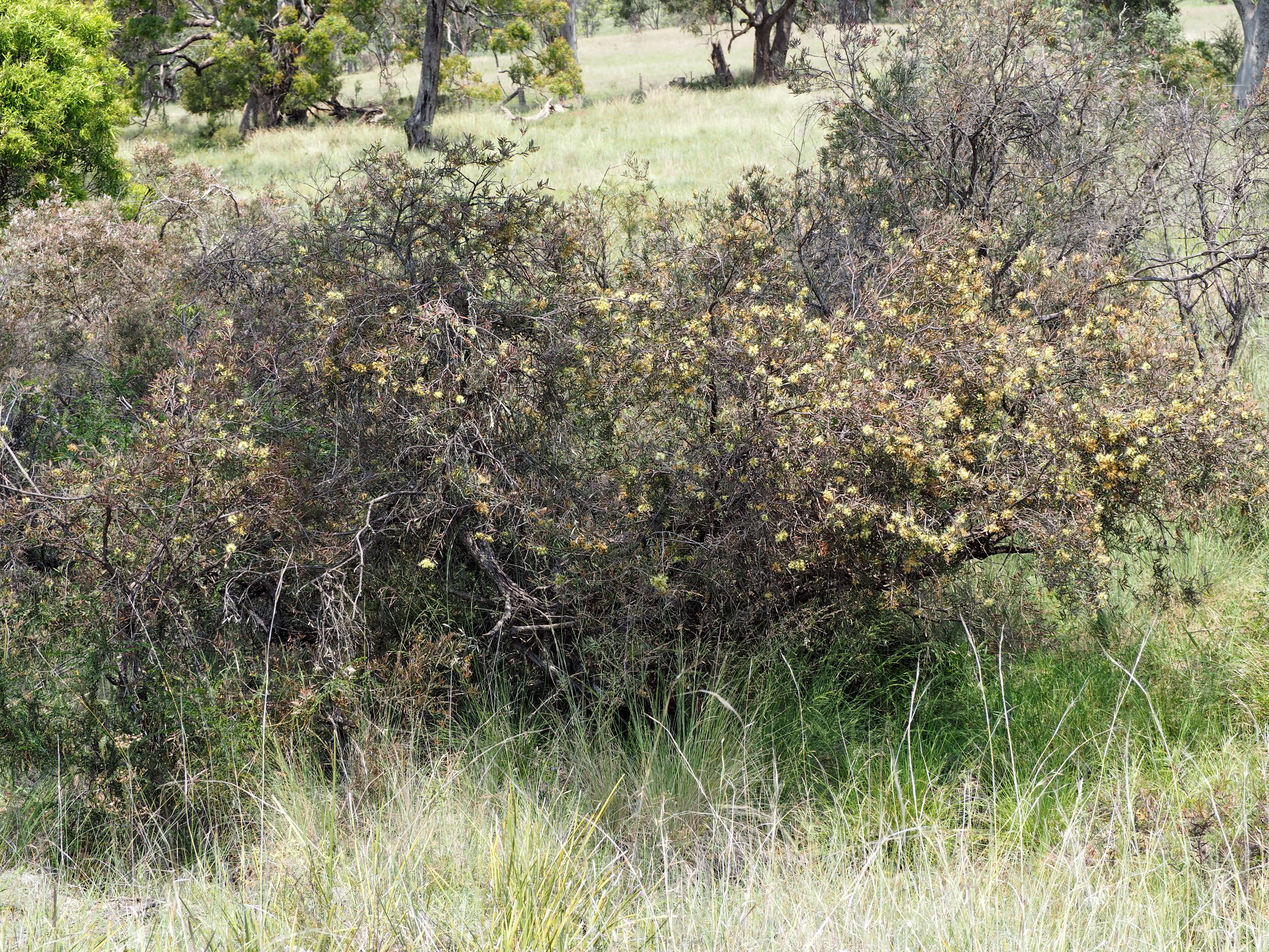 صورة Callistemon serpentinus (Craven) Udovicic & R. D. Spencer