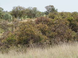 Image of Callistemon serpentinus (Craven) Udovicic & R. D. Spencer