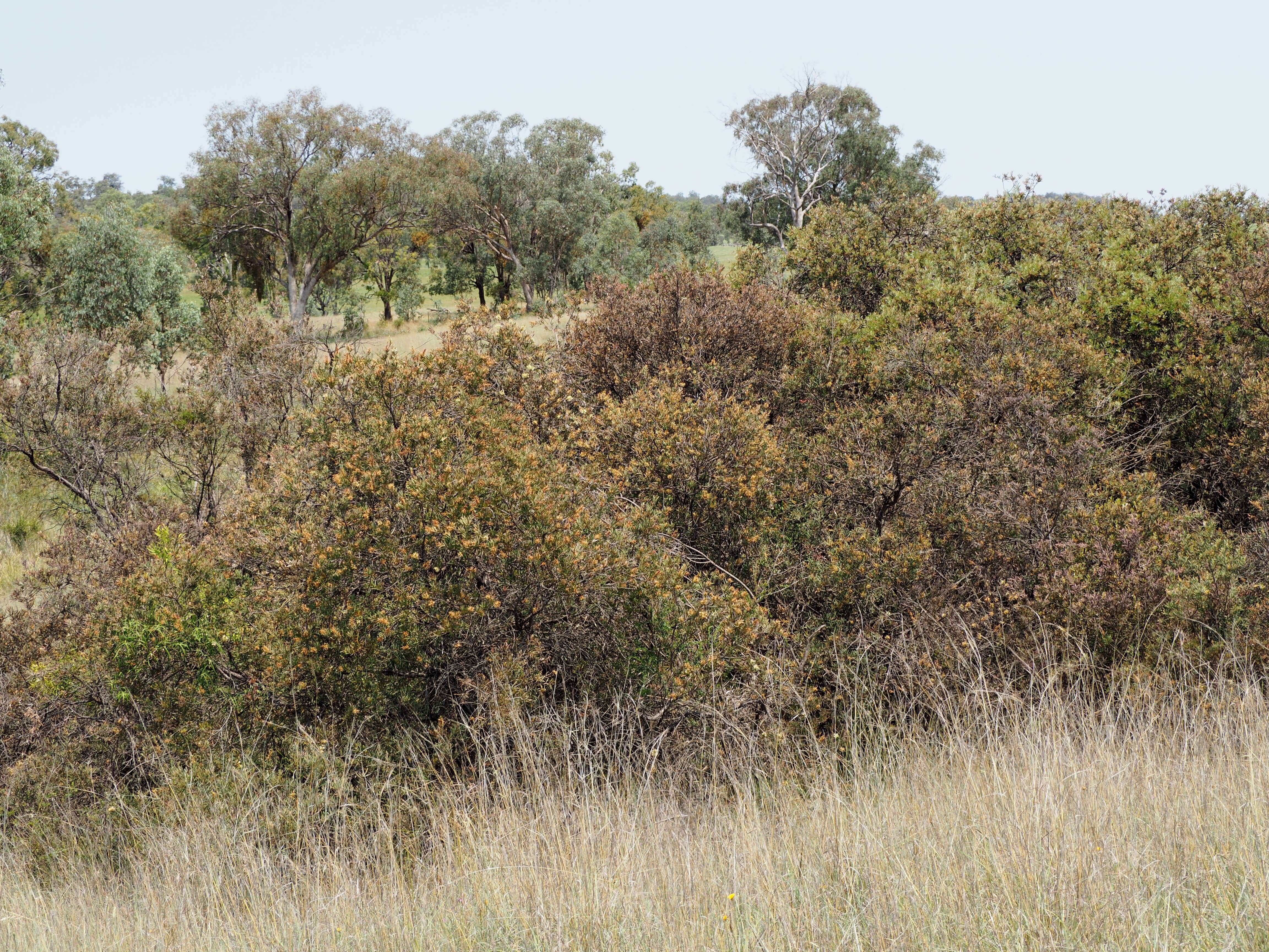 صورة Callistemon serpentinus (Craven) Udovicic & R. D. Spencer