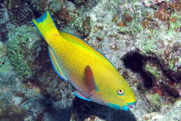 Image of Blunt-head Parrotfish