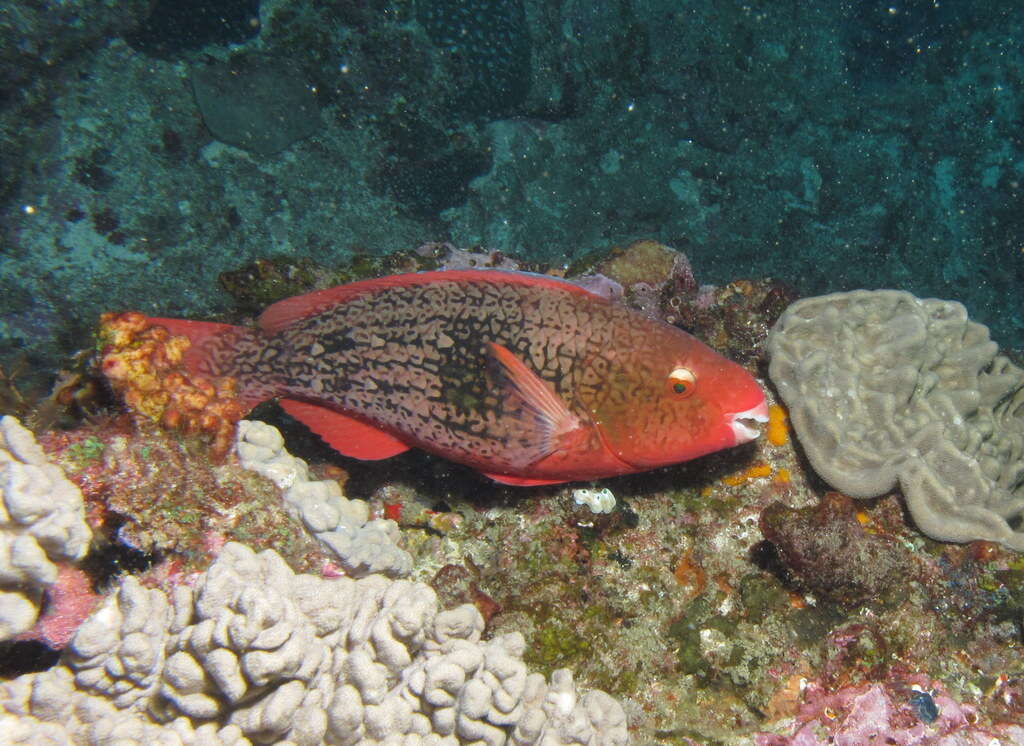 Image of Bicolor Parrotfish