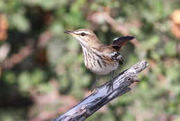 Image of White-browed Scrub Robin