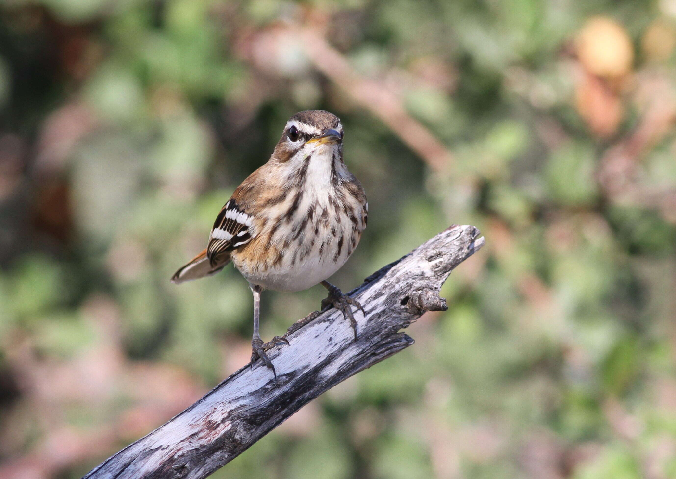 Image of White-browed Scrub Robin